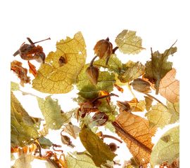 Чай травяной Japanese Linden (Японская Липа), 75 г, Althaus, фото 1